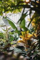 Fantastisk tropisk växter i en växthus, Wien, Österrike. foto