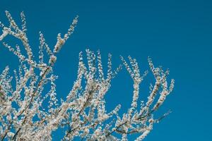 skön grenar med vit blomma i en blå himmel. foto