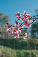 skön persika gren med rosa blomma i en vår trädgård. foto