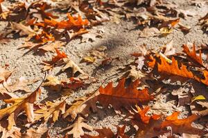 fallen torr ek löv i de höst parkera på en solig dag. foto