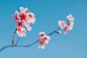 skön persika gren med rosa blomma i en blå himmel. foto