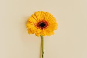 skön gul gerbera blomma på en ljus gul pastell bakgrund. foto