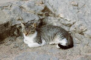 söt tabby grå katt på en stenar av budva gammal stad, montenegro. foto