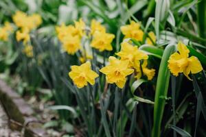 skön blommor av gul påsklilja narciss i en trädgård. foto