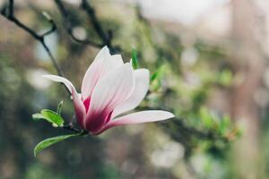 Fantastisk magnolia blommor i en vår trädgård. springtime bakgrund. foto