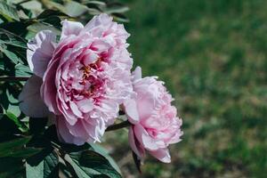 skön rosa pastell pion blommor i en trädgård. foto