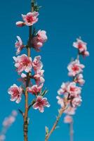 skön persika gren med rosa blomma i en blå himmel. foto