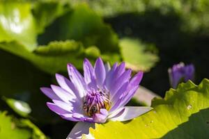 lotus blommor blomma i de morgon- foto