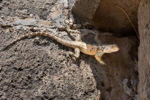 laudakia stellio cypriaca, en arter av agamid ödla endemisk till Cypern. foto