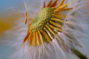 blomma fotografi. växter närbild. stänga upp av Ofullständig maskros blommor. maskros blommor dela förbi de vind. bandung, indonesien foto