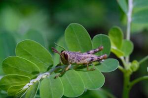 makrofotografering. djur- fotografi. närbild Foto av gräshoppa uppflugen på grön meniran ört- växt. bebis javanese gräshoppa eller valanga nigricornis. skott i makro lins