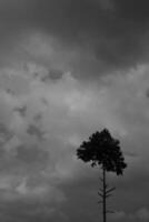 svartvit fotografi. mörk bakgrund och hög kontrast. svart och vit Foto av en träd med en lummig dricks. en träd mot en mörk himmel bakgrund. bandung, indonesien