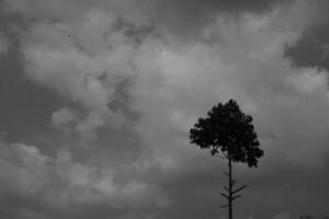 svartvit fotografi. mörk bakgrund och hög kontrast. svart och vit Foto av en träd med en lummig dricks. en träd mot en mörk himmel bakgrund. bandung, indonesien