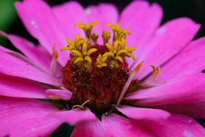 makrofotografering. växt närbild. närbild skott av de pistill och ståndare av en zinnia elegans eller zinnia violacea blomma. skön zinnia blommor är rosa med gul pistiller. skott i makro lins foto