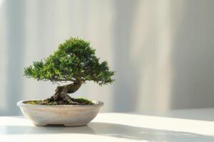 en bonsai träd planterade i en propert, minimalistisk pott. foto