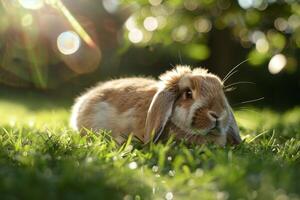 en söt holland lop kanin med fluffig kinder foto