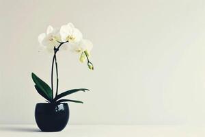 orkide i en pott foto
