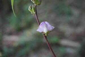 en enda rosa blomma är växande på en stam foto