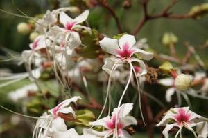 en växt med vit blommor och grön löv foto