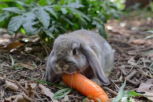 en söt holland lop kanin med fluffig kinder foto
