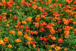 svavel kosmos eller orange kosmos blomma blomning i trädgård. blomma bakgrund foto