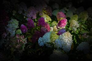 blommig mörkare bakgrund. flerfärgad hortensia blommor närbild med en mörk vinjett på de sidor. foto