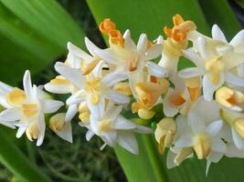 mexikansk tuberos blomma foto