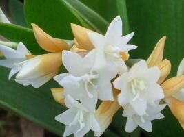 mexikansk tuberos blomma foto