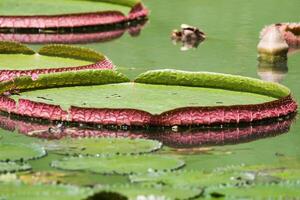 amazon regn skog vatten lilly. lotus löv floatomg på vatten foto