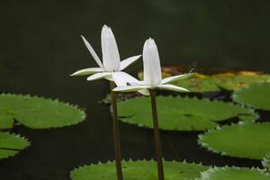 stänga upp se av par av vit näckros i blomm flytande på de sjö foto