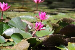 stänga upp se av par av rosa näckros i blomm flytande på de sjö foto