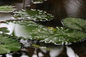 amazon regn skog vatten lilly. lotus löv floatomg på vatten foto