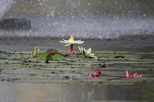 stänga upp se av par av vit näckros i blomm flytande på de sjö foto