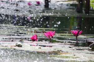 stänga upp se av par av rosa näckros i blomm flytande på de sjö foto