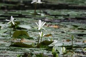 stänga upp se av par av vit näckros i blomm flytande på de sjö foto