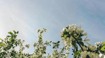 äpple träd grenar i blomma mot de blå himmel. skön vår bakgrund. foto