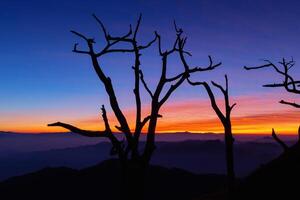 de torr träd i de morgon- med en skön himmel bakgrund foto