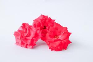 utsökt närbild av rosa lucieae franch blomma visa upp dess invecklad kronblad och tidlös skönhet. foto