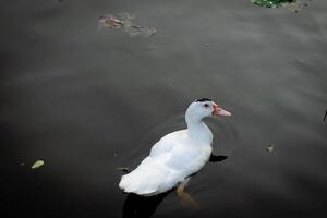 Anka i naturlig våtmarks färgrik avian skönhet på lugn landsbygden foto