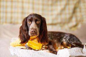 en brun spaniel med en sjalett runt om hans nacke sitter på en säng med en gul filt foto