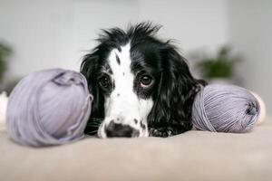 energisk spaniel valp finner glädje i ull- bollar på säng foto