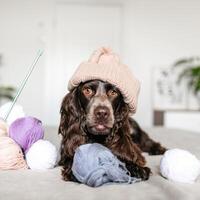 brun ryska spaniel hund i stickat hatt har roligt med ull- bollar på säng foto