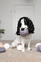 lekfull spaniel valp uppslukad i ull- boll äventyr på säng foto