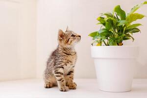 en liten randig kattunge sitter på en vit tabell, sniffa en blomma i en pott och spelar. Hem bekvämlighet begrepp foto