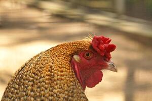 brun kyckling med röd hårkam. bruka djur- på en odla. fjädrar och näbb, porträtt foto