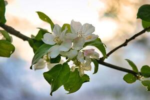 äpple blommar på de gren av ett äpple träd. kväll humör med värma ljus foto