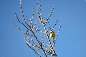 blå mes på en gren av en träd i främre av en blå himmel. fågel arter fink. fågel foto