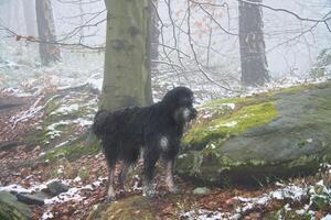 goldendoodle i de skog i snö och dimma. sällskapsdjur i natur. mannens bäst vän foto