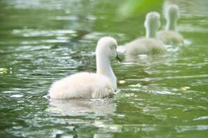 stum svan kycklingar. söt bebis djur- på de vatten. fluffig grå och vit fjäderdräkt foto