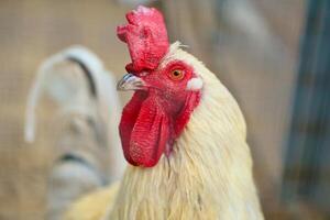 vit kyckling med röd hårkam, bruka djur- på en odla. fjädrar och näbb, porträtt foto
